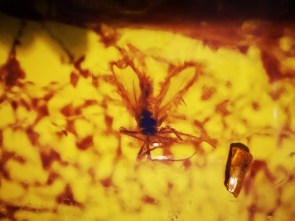 Inkluse Gnitzenmücke